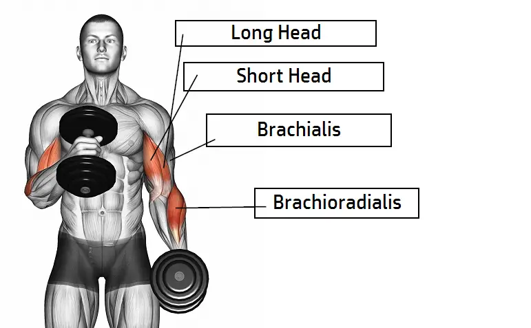 Right Way To Execute Hammer Curls .png