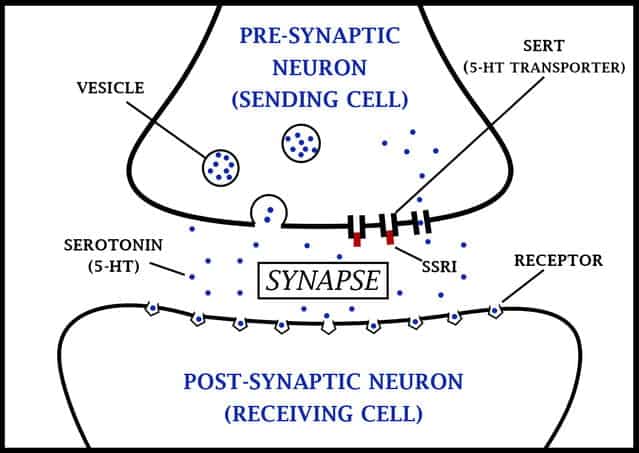 Selective Serotonin Reuptake Inhibitors