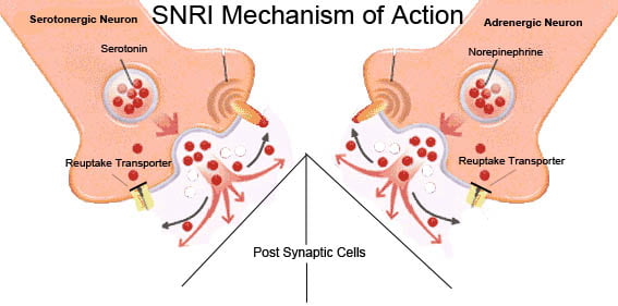 Serotonin and Norepinephrine Reuptake Inhibitors