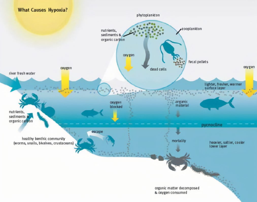 What causes waves in the ocean?
