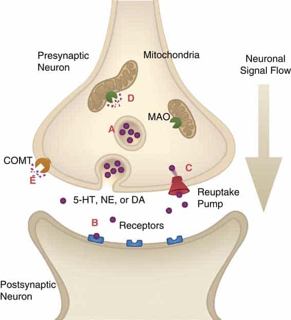 'Wellbutrin' and its Unique Mechanism