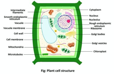 25 plant cell project