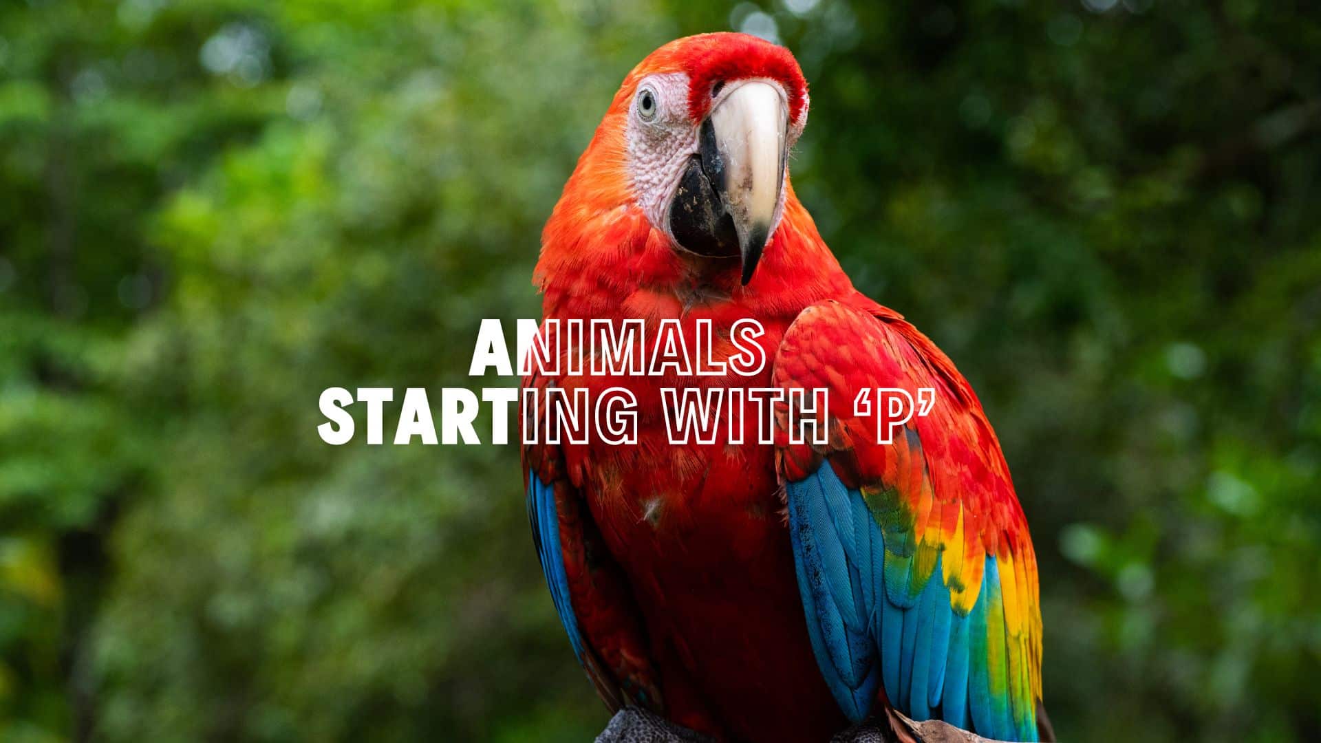 219 Animals that Start with P - Theresa Reviews